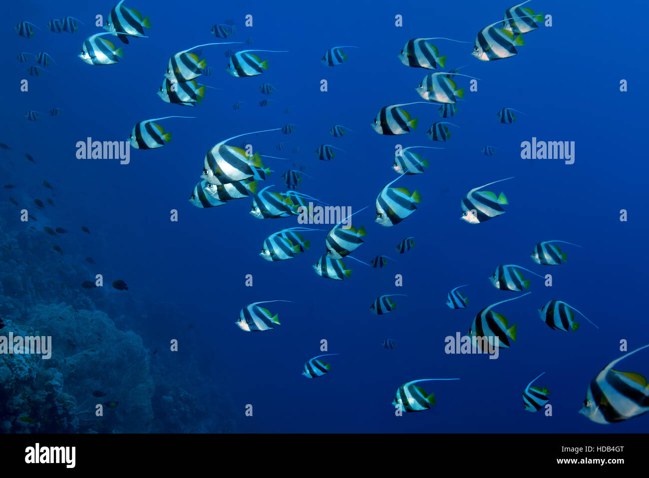Scuola di pesce scolarizzazione bannerfish o falso idolo moresco (Heniochus diphreutes) galleggiante su uno sfondo di colore blu acqua, Mar Rosso a Sharm El Sheikh Foto Stock