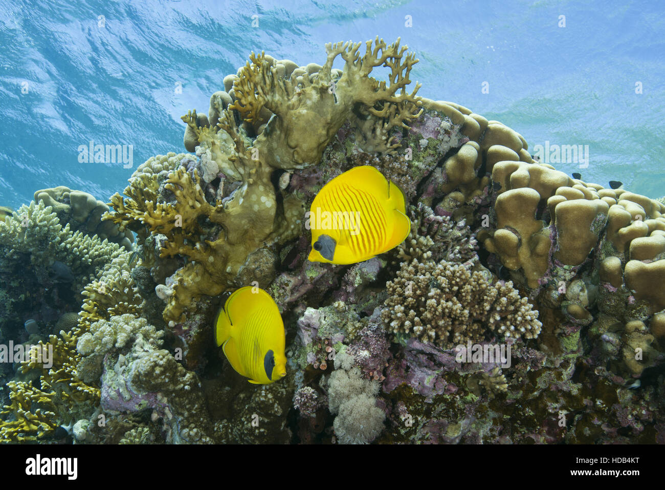 Farfalla mascherato, Golden butterflyfish o Bluecheek butterflyfish (Chaetodon semilarvatus) stare vicino alla barriera corallina, Mar Rosso a Sharm El Sheikh Foto Stock