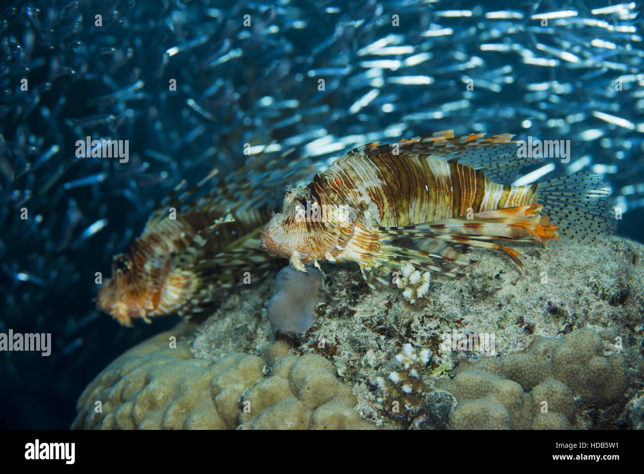 Caccia al tramonto due leone rosso (pterois volitans) su una grande scuola di pesce Hardyhead Silverside (Atherinomorus lacunosus), Mar Rosso, Dahab Foto Stock