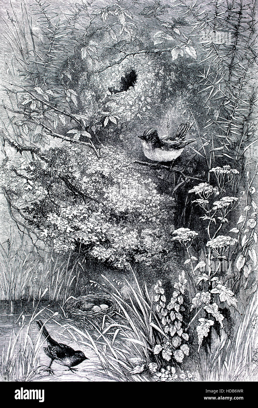 Nidi di barbuto Wren e acqua Wagtail, storia naturale illustrazione, dal 1884 Chatterbox settimanale per bambini: carta Foto Stock