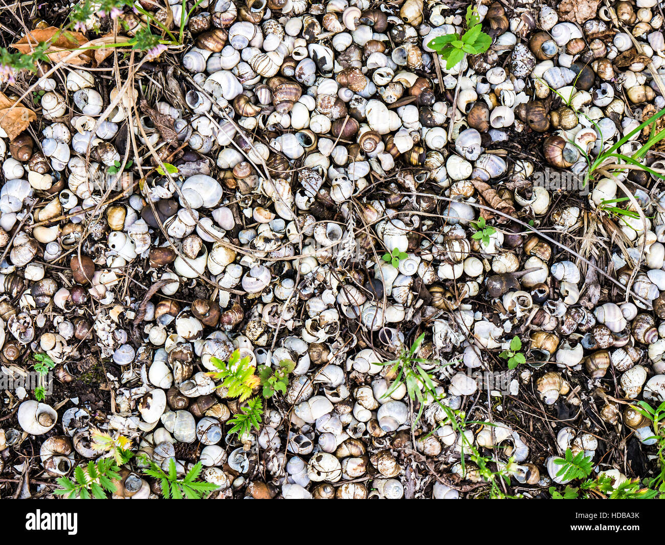 Il fiume shell background e texture. Foto Stock