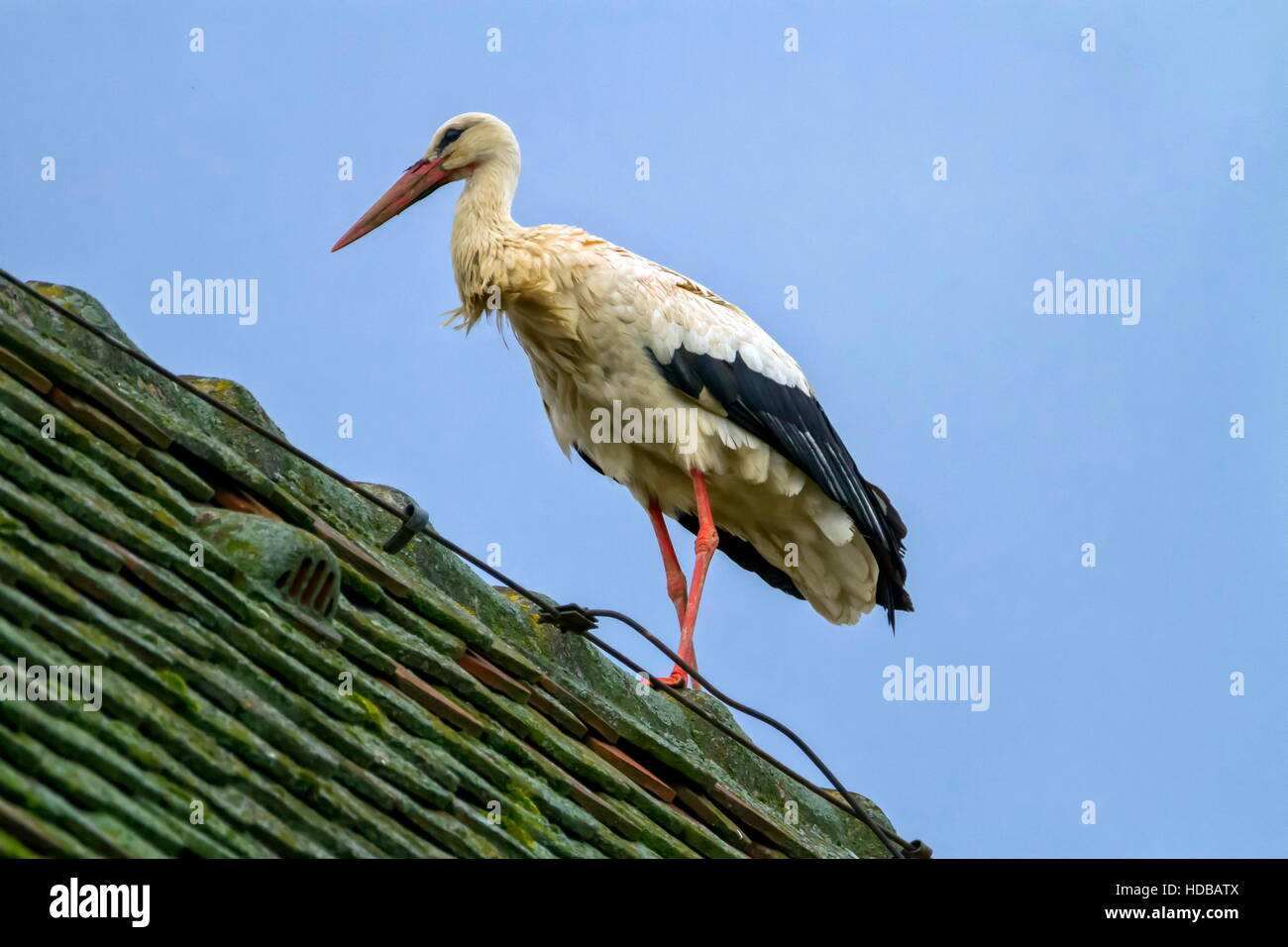 Unione cicogna bianca, ciconia, in piedi su un tetto Foto Stock