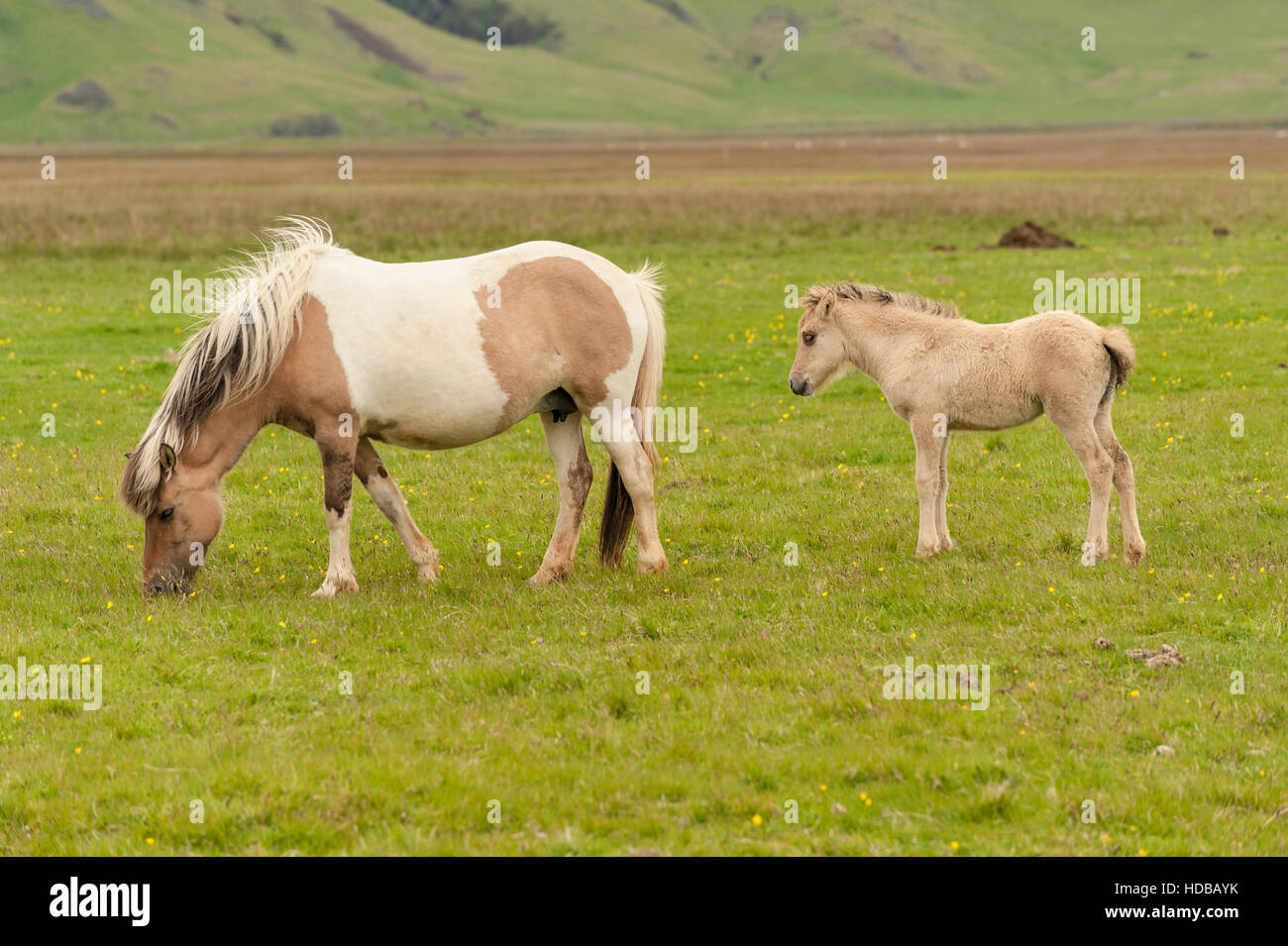 Cavalli islandesi (Equus caballus ferus), un mare e un puledro, pascolando in un prato verde nel Sud dell'Islanda. Foto Stock