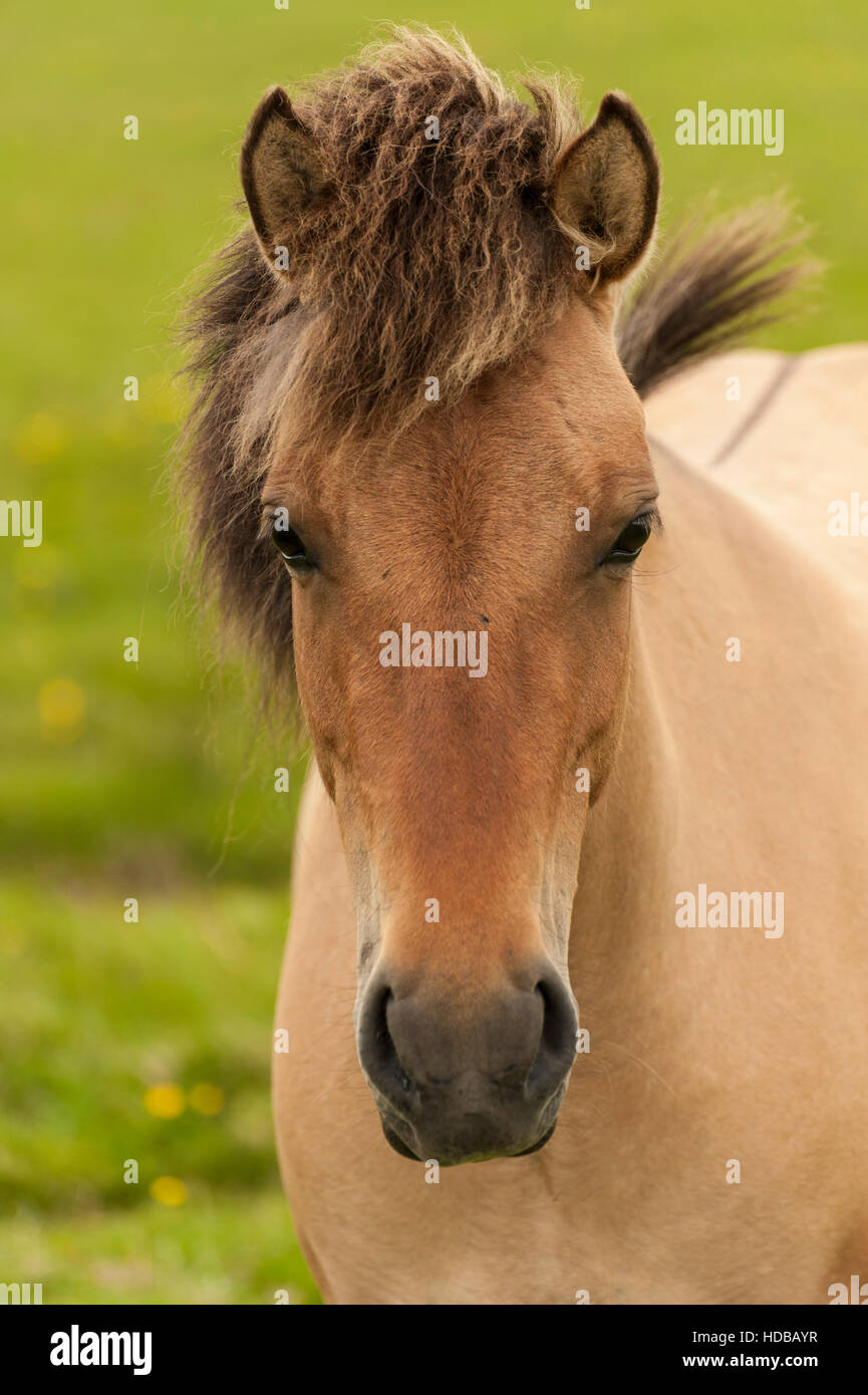 Closeup ritratto di un cavallo islandese (Equus caballus ferus) guardando la telecamera. Foto Stock