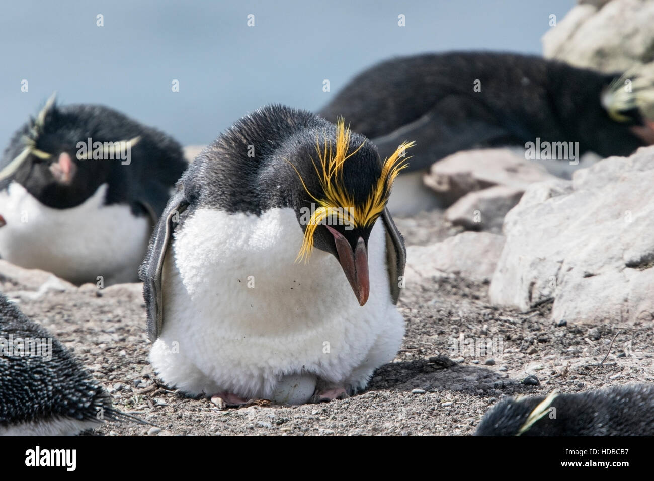 Magellanic penguin (Spheniscus magellanicus) adulti nella colonia di allevamento nelle isole Falkland Foto Stock