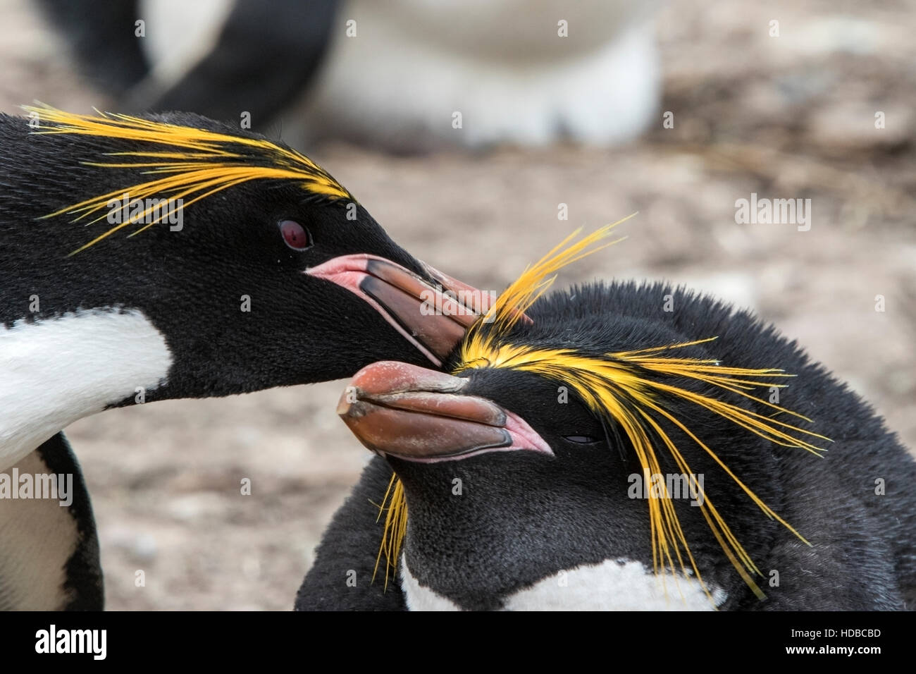 Maccheroni penguin (Eudyptes chrysolophus) adulto nel corteggiamento nella colonia di allevamento nelle isole Falkland Foto Stock