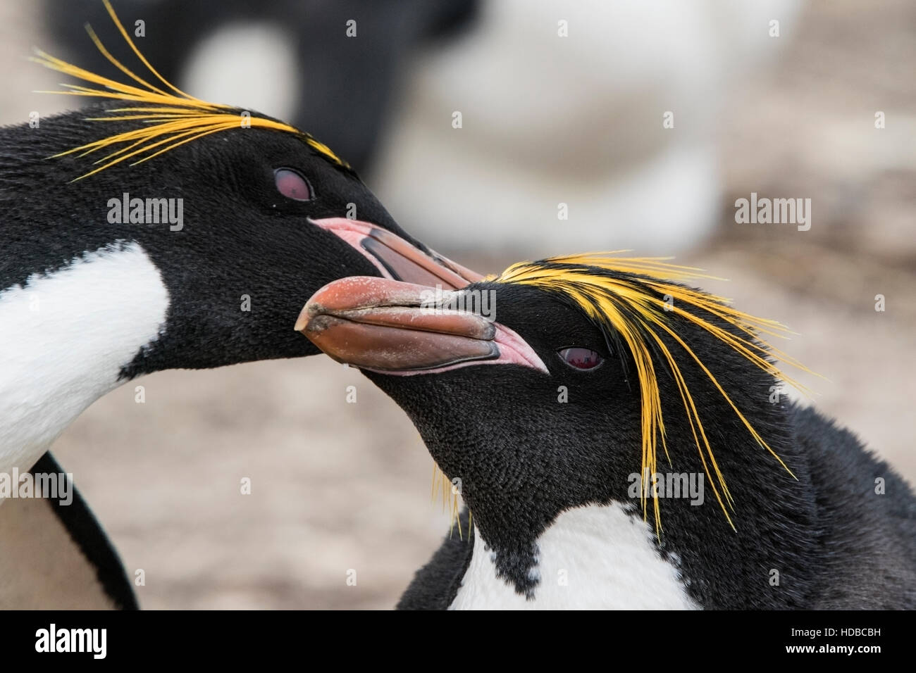 Maccheroni penguin (Eudyptes chrysolophus) adulto nel corteggiamento nella colonia di allevamento nelle isole Falkland Foto Stock