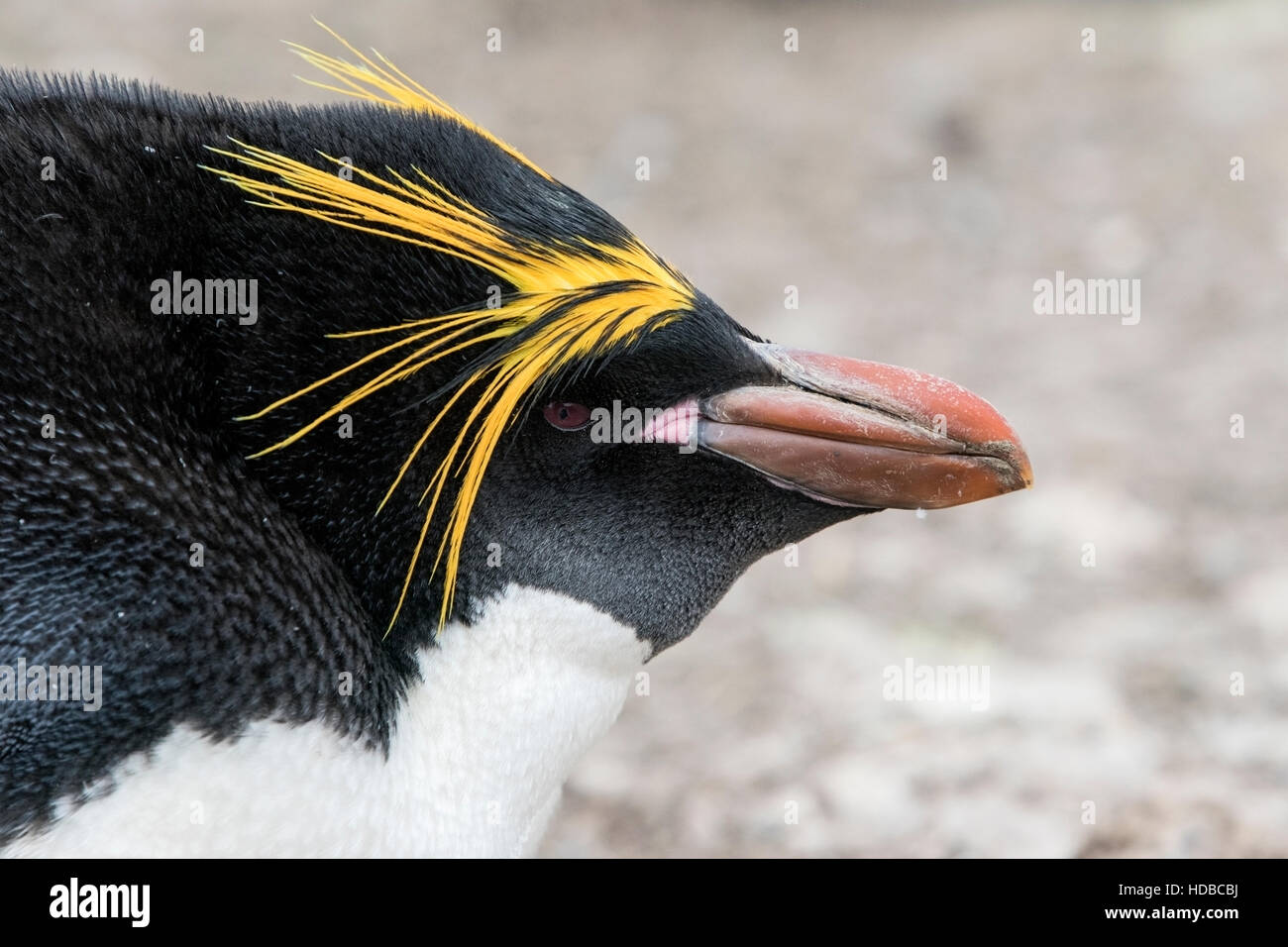 Maccheroni penguin (Eudyptes chrysolophus) adulto nel corteggiamento nella colonia di allevamento nelle isole Falkland Foto Stock
