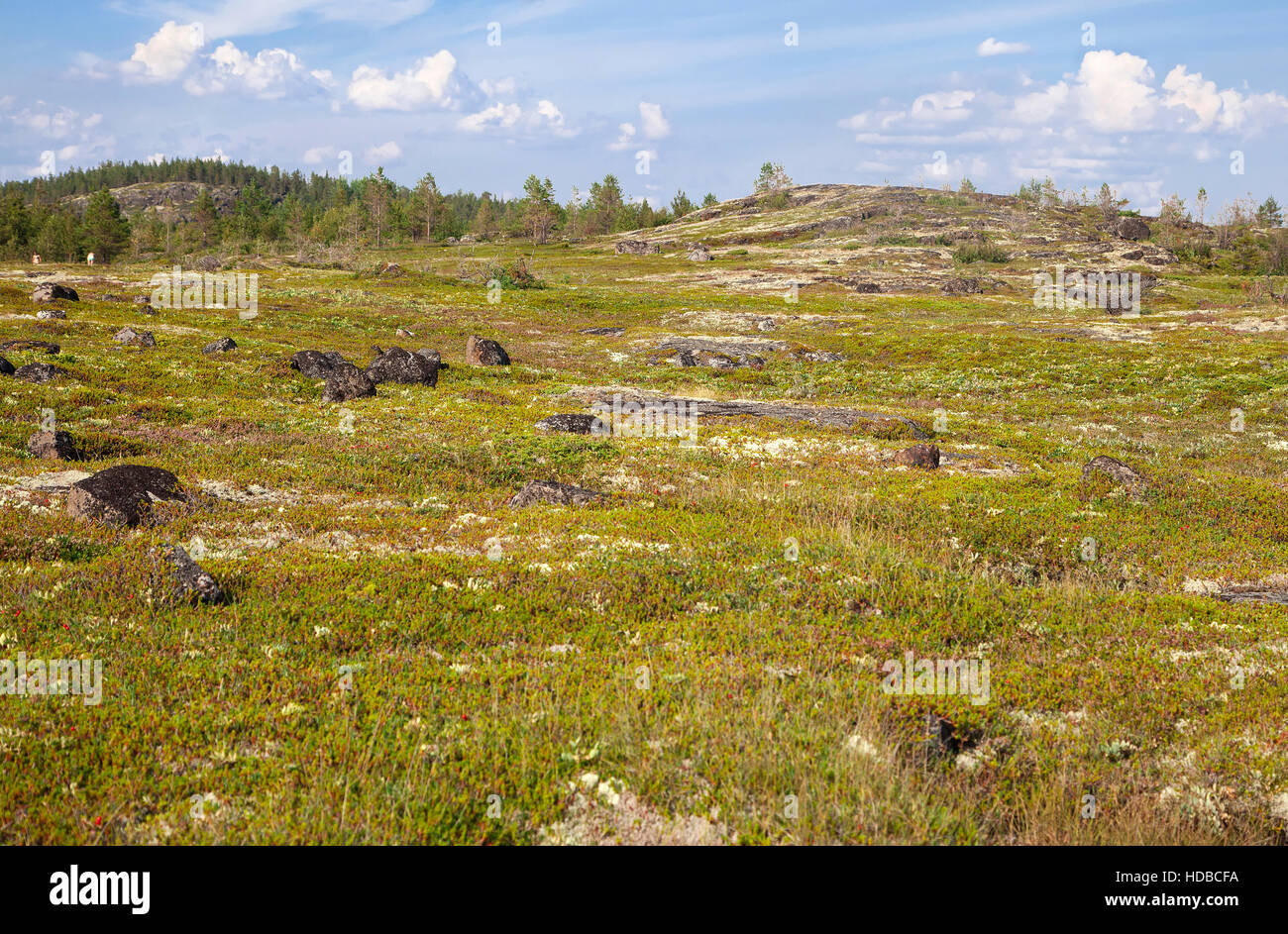 Paesaggio di vasta tundra russa in estate Foto Stock