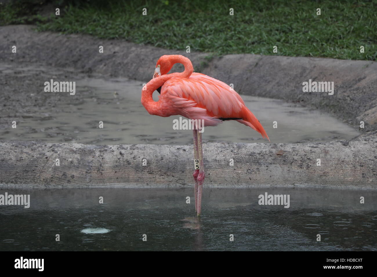 Flamingo al Miami Florida Zoo. Foto Stock