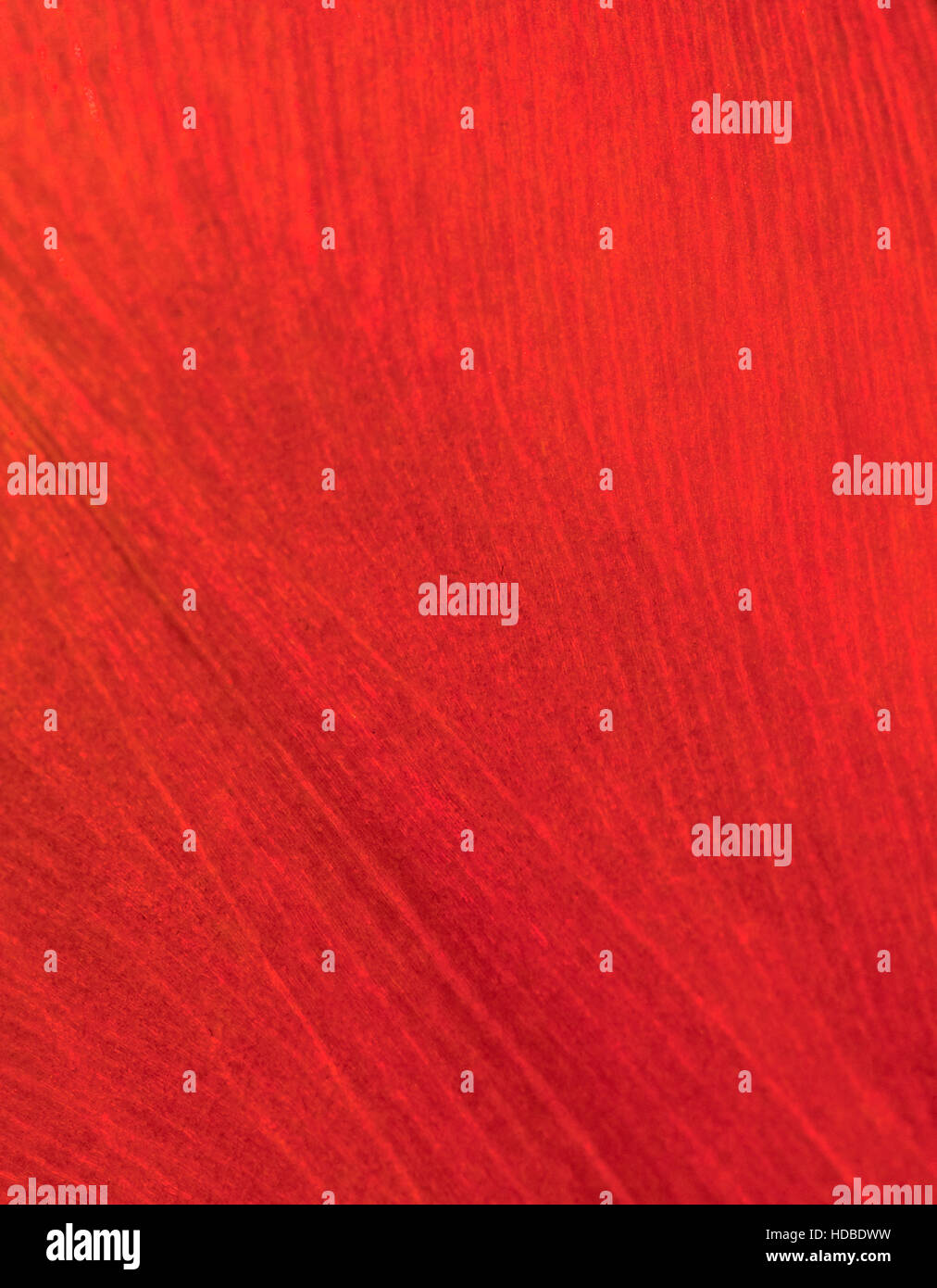 Vibrante di close-up di un fiore rosso petalo Foto Stock