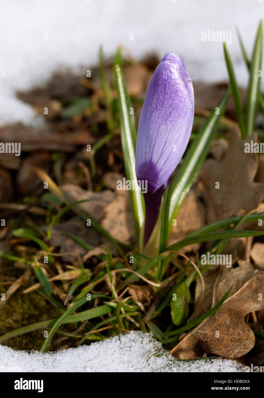 Un fresco fiore Crocus nella neve Foto Stock
