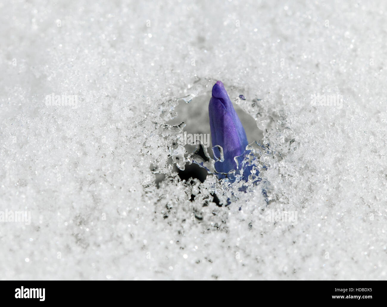 Un fresco fiore Crocus nella neve Foto Stock