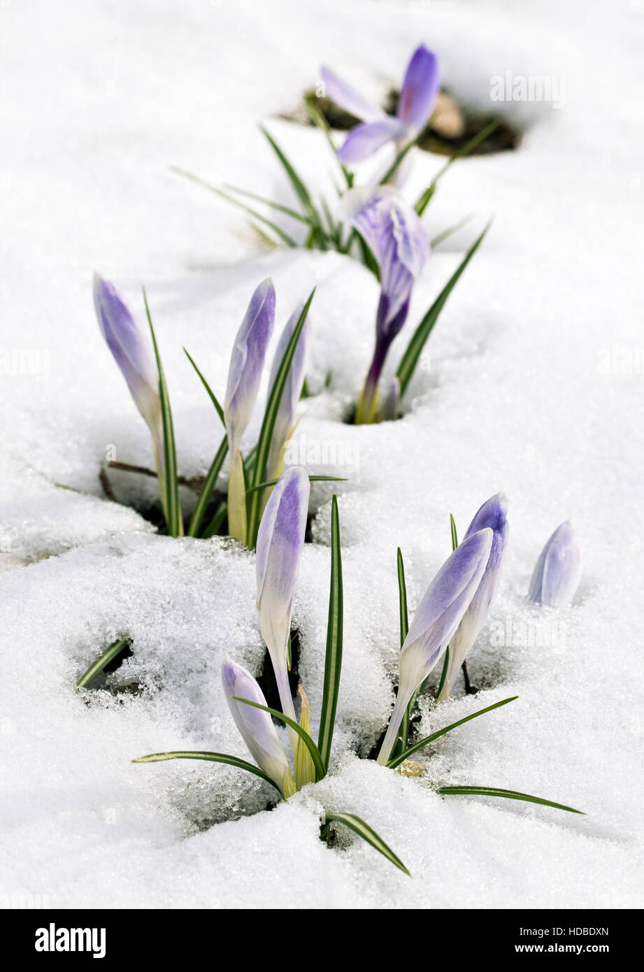Un fresco fiore Crocus nella neve Foto Stock