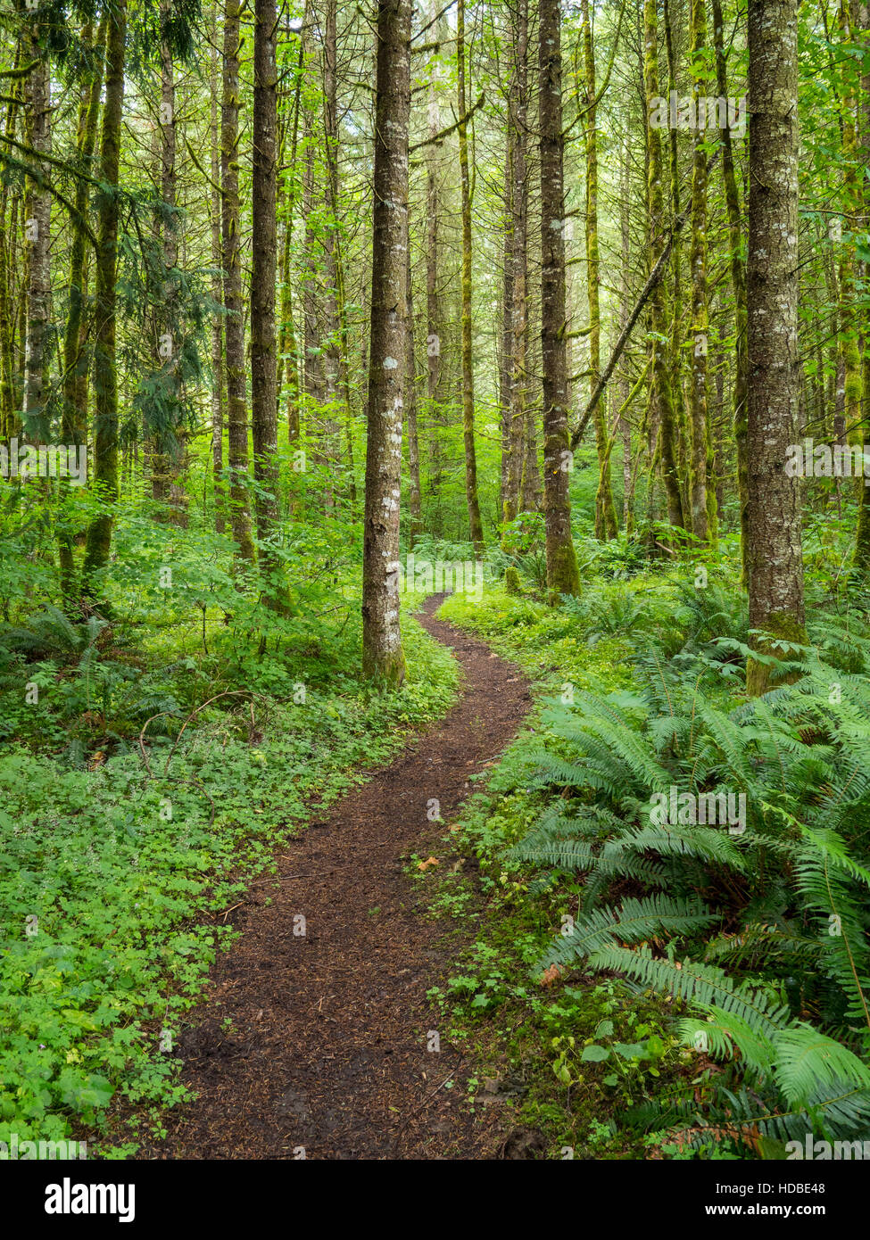 Definito un sentiero tortuoso attraverso un supporto boscose della Foresta Foto Stock