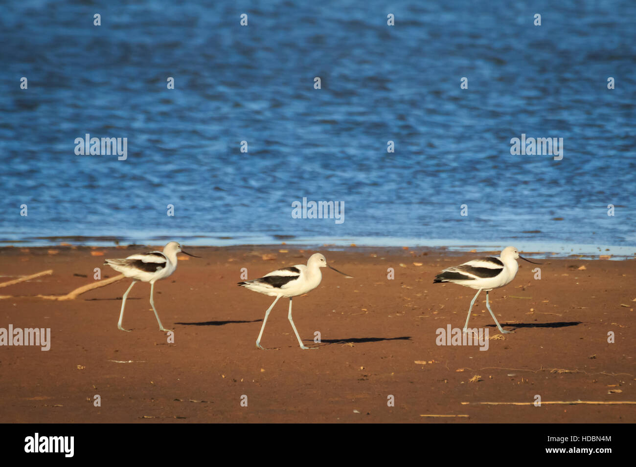 Una linea di American avocette camminando sulla riva del lago di Hefner in Oklahoma City è reminiscenza dei Beatles Abby Lane fotografia. Foto Stock