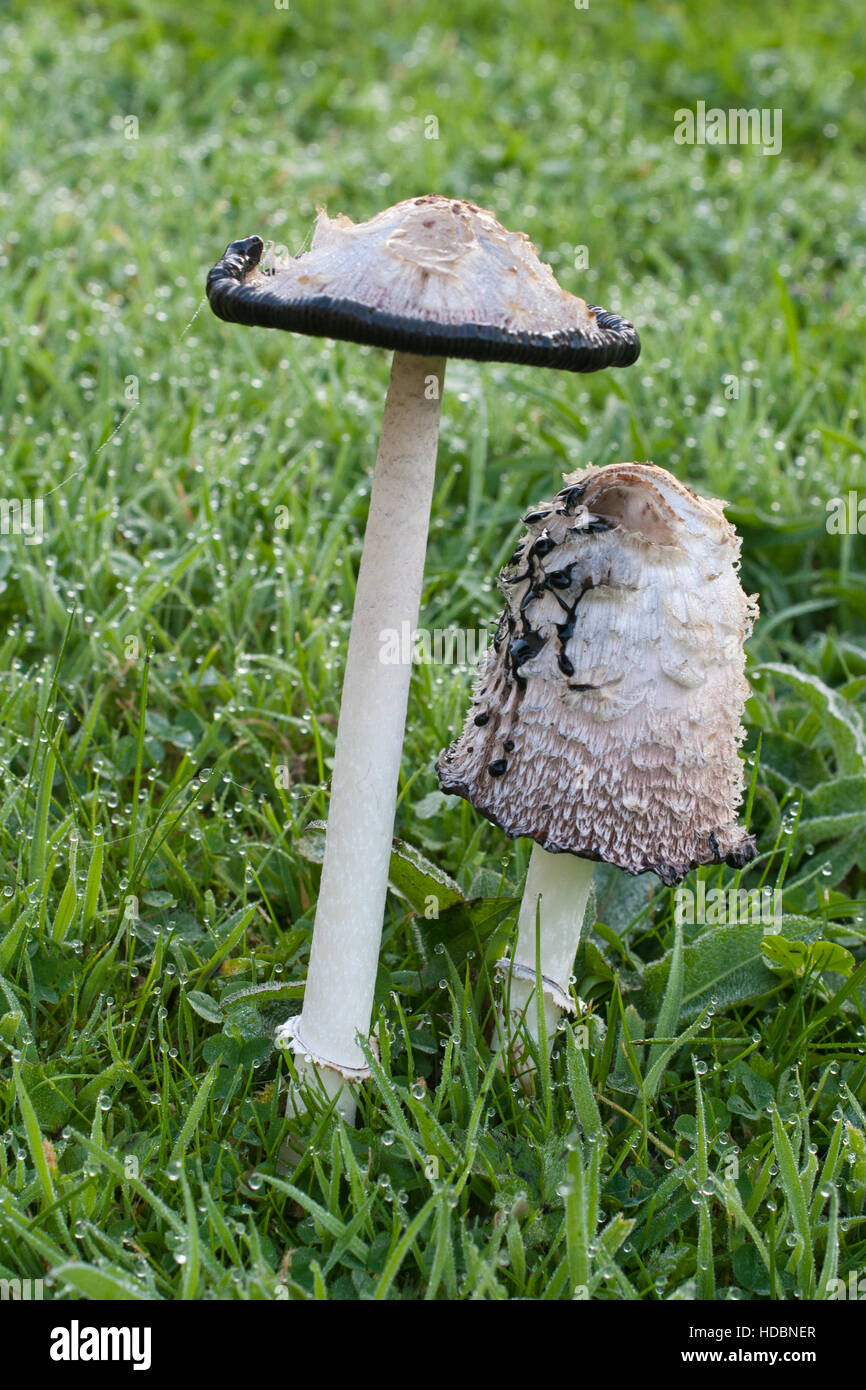 Shaggy copertura di inchiostro di funghi che mostra il ciclo di vita e deliquescence Foto Stock