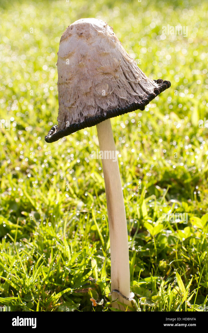 Shaggy copertura di inchiostro di funghi che mostra il ciclo di vita e deliquescence Foto Stock