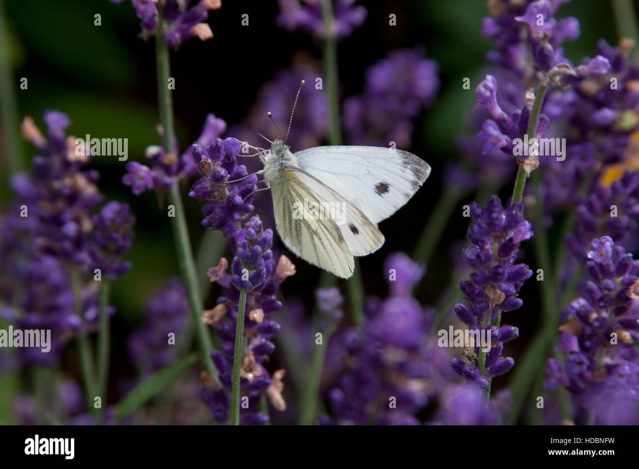 Verde bianco venato farfalla su fiori di lavanda Foto Stock