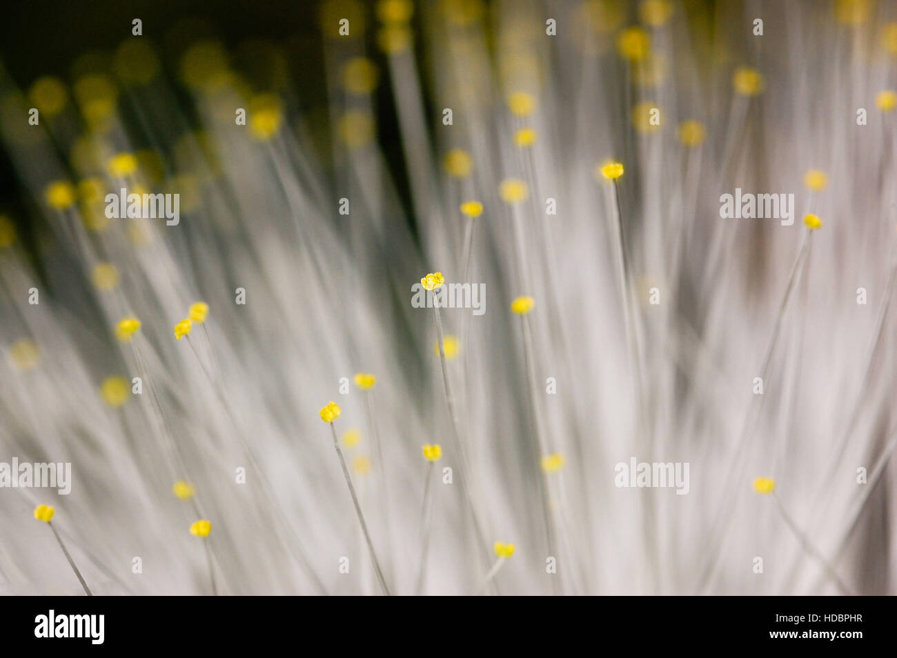 Acacia nemu (Albizia julibrissin), Calliandra, fiore closeup Foto Stock