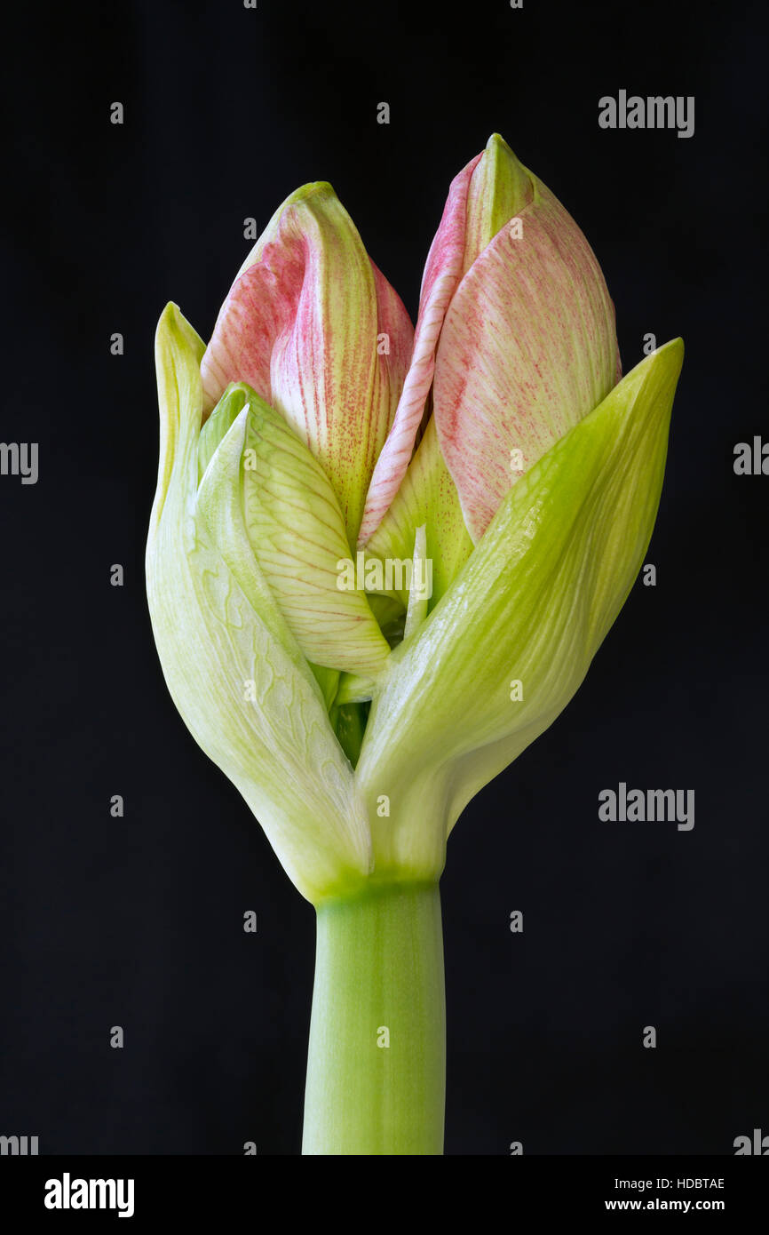 WA12939-00...WASHINGTON - un'orchidea preparazione di Bloom. Foto Stock