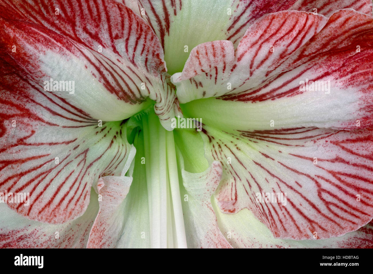 WA12940-00...WASHINGTON - Close-up guarda un'orchidea in fiore. Foto Stock