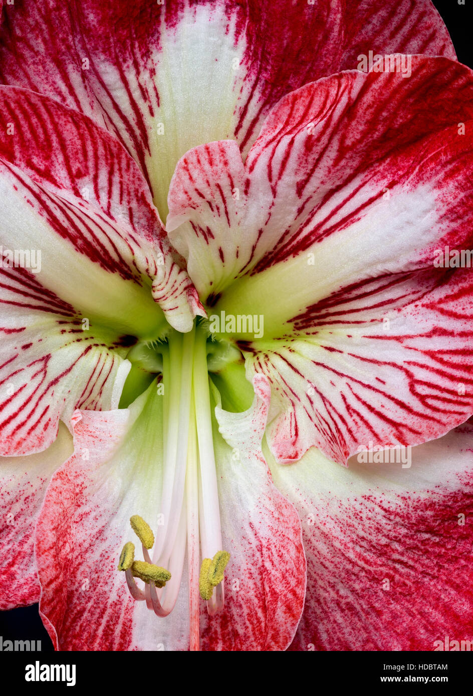 WA12941-00...WASHINGTON - Close-up guarda un'orchidea in fiore. Foto Stock