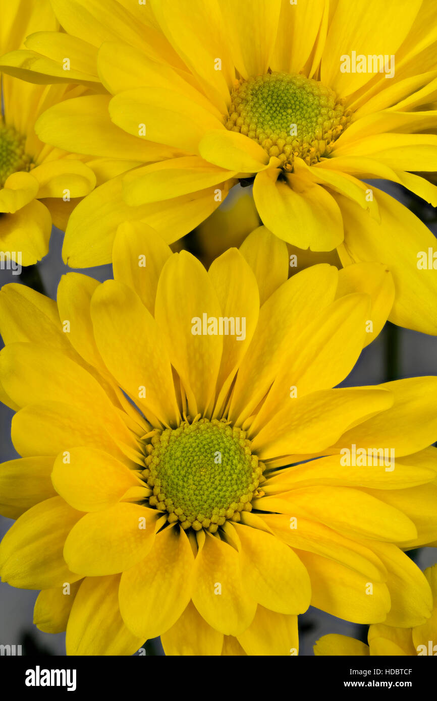 WA12974-00...WASHINGTON - Una vista ravvicinata di margherite giallo da un allestimento floreale. Foto Stock