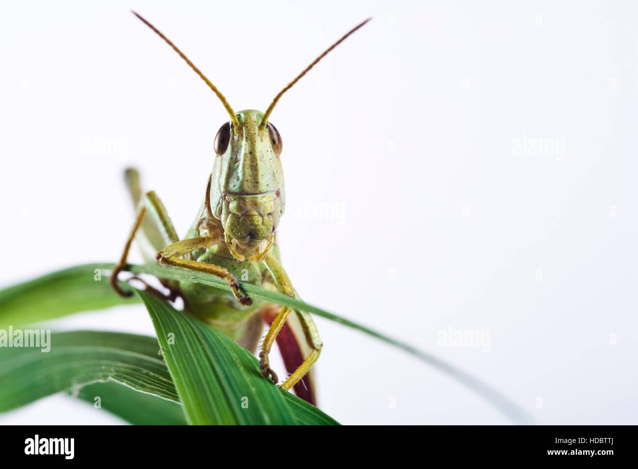 Prato Grasshopper (Chorthippus parallelus) Foto Stock