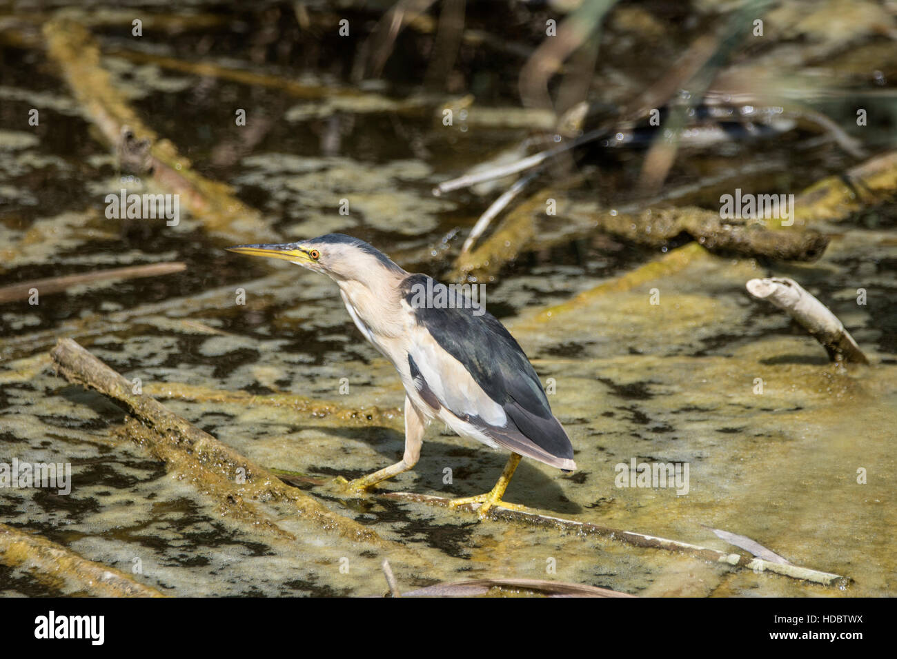 Tarabusino (Ixobrychus minutus) in attesa in uno stagno di pesci, Parco Naturale de S'Albufera, Maiorca, SPAGNA Foto Stock