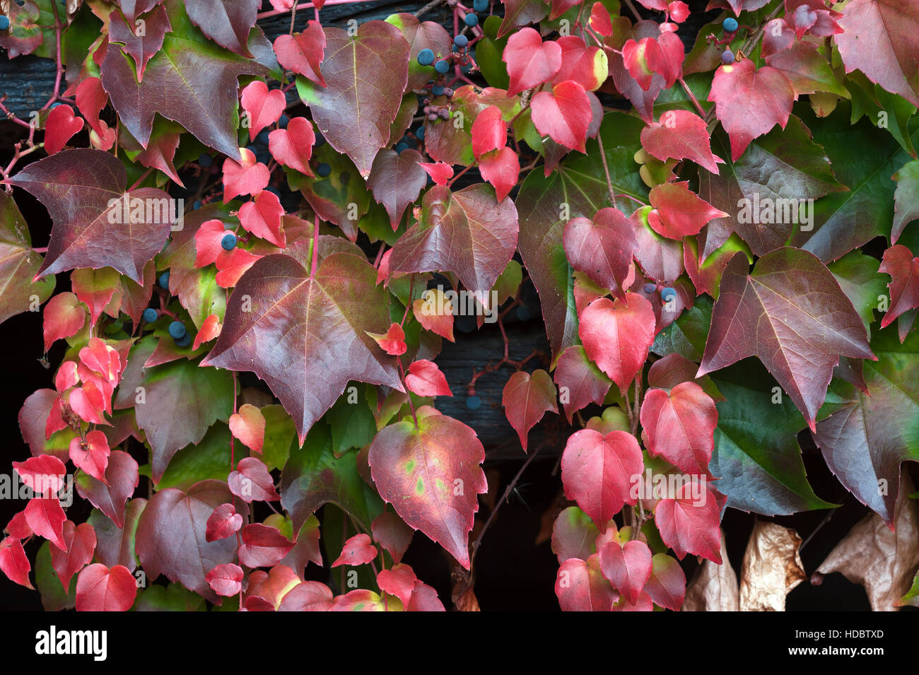 Arrampicata autunnale di superriduttore (Parthenocissus tricuspidata), Baden-Württemberg, Germania Foto Stock