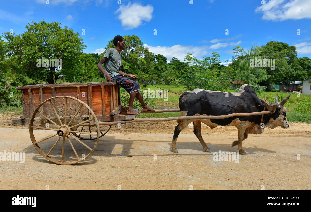 Bovini zebù (Bos taurus indicus) tirando carrelli, a nord-ovest del Madagascar, Madagascar Foto Stock