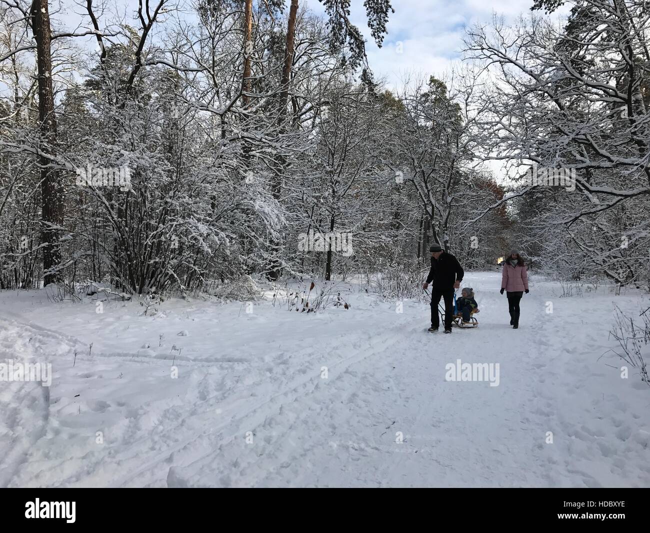 In inverno la foresta, gli alberi nella neve, passeggiate, uno stile di vita sano Foto Stock