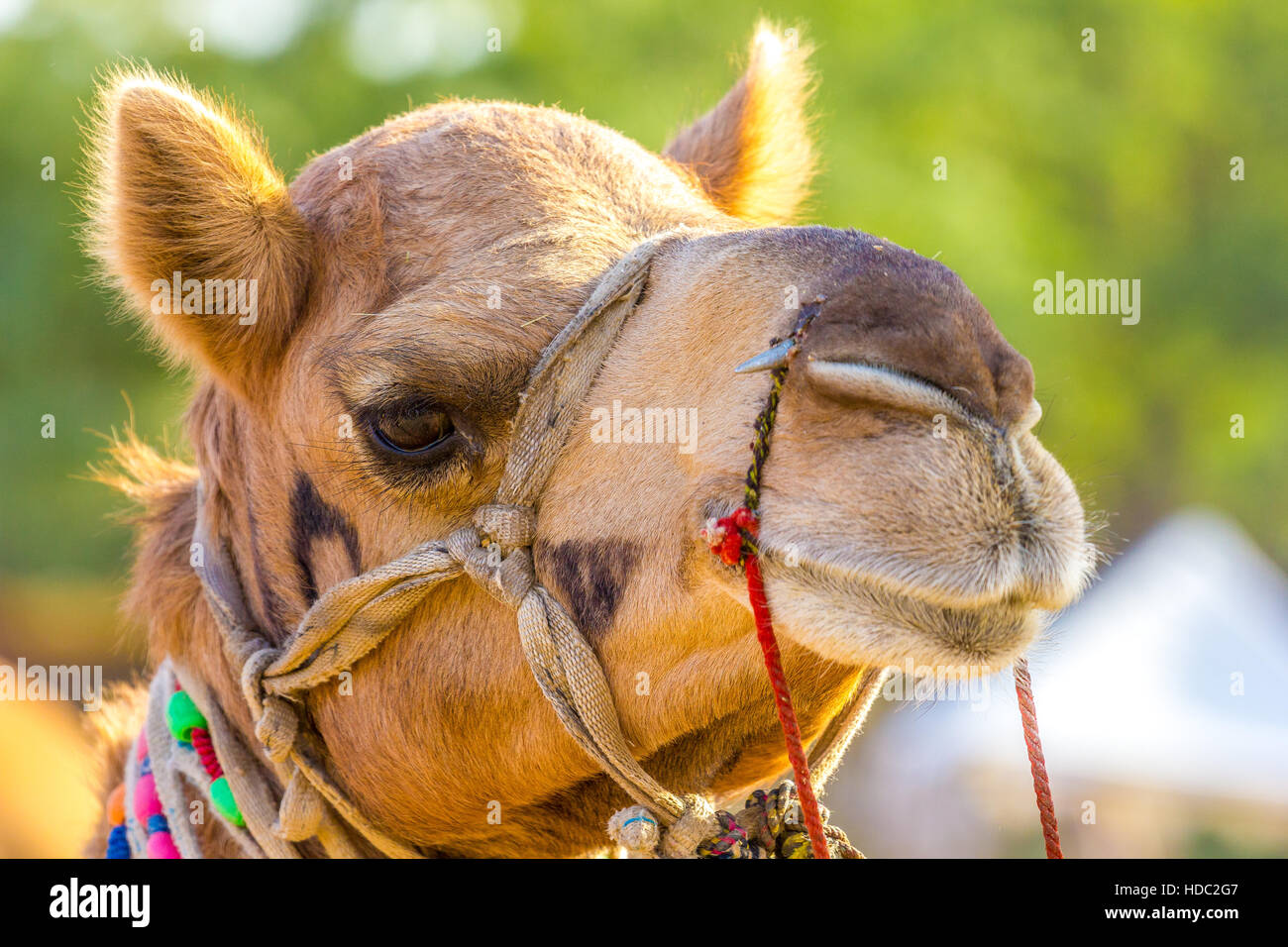 Closeup colpo di camel faccia presa in cammello commercio equo - Pushkar, Rajasthan, India. Camel sono animali di allevamento parte della cultura di Rajasthani. Foto Stock