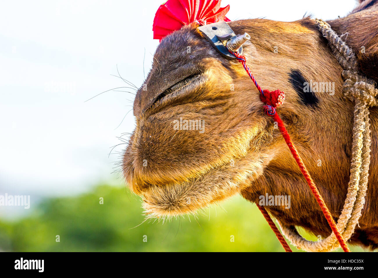 Bella camel Camel commercio equo - Pushkar, Rajasthan, India Foto Stock