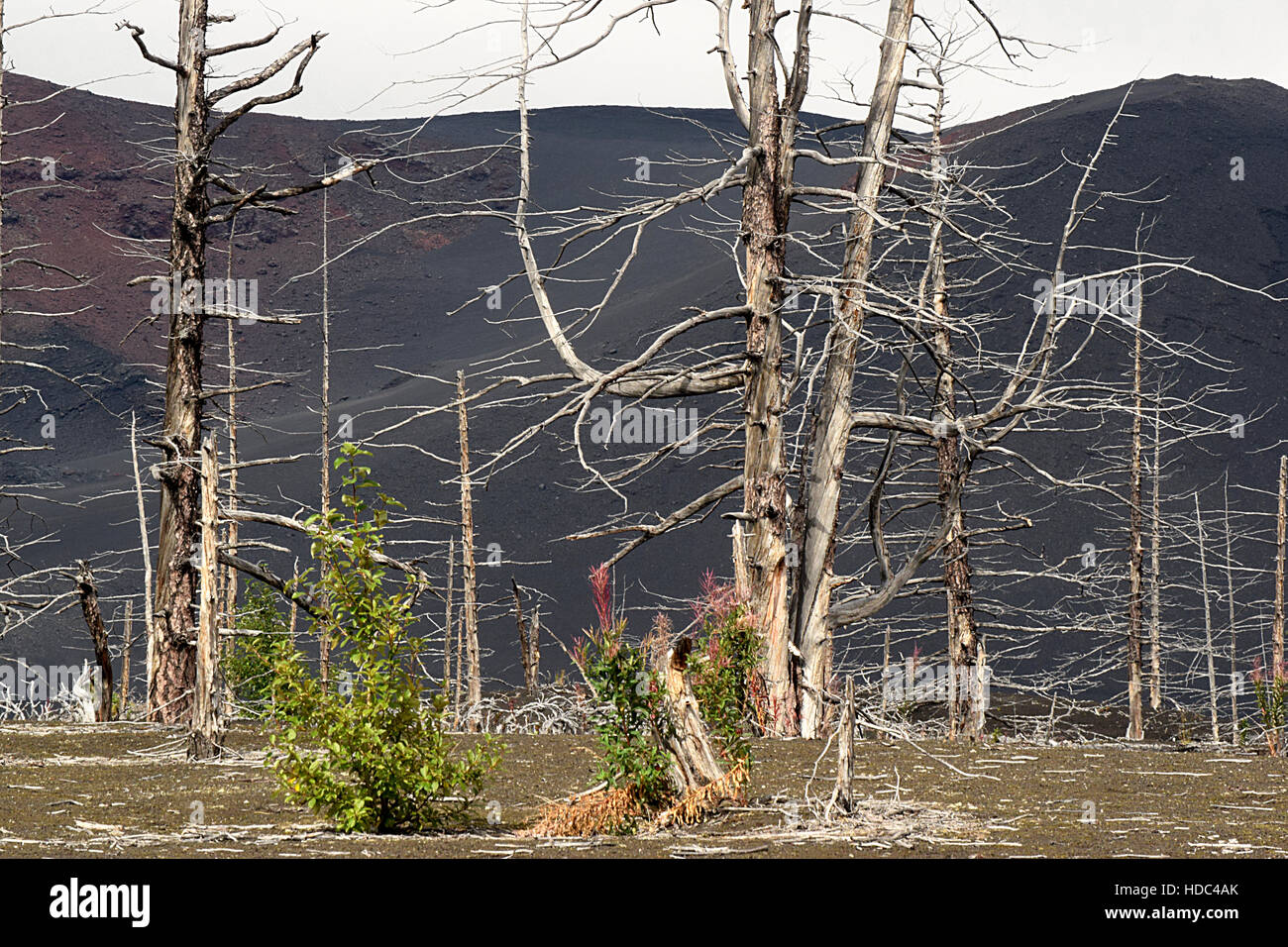 Penisola di kamchatka russia Foto Stock