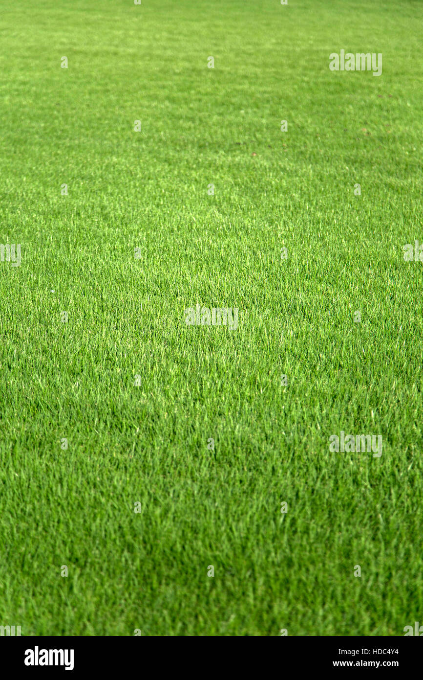 Vista ravvicinata a erba verde Foto Stock