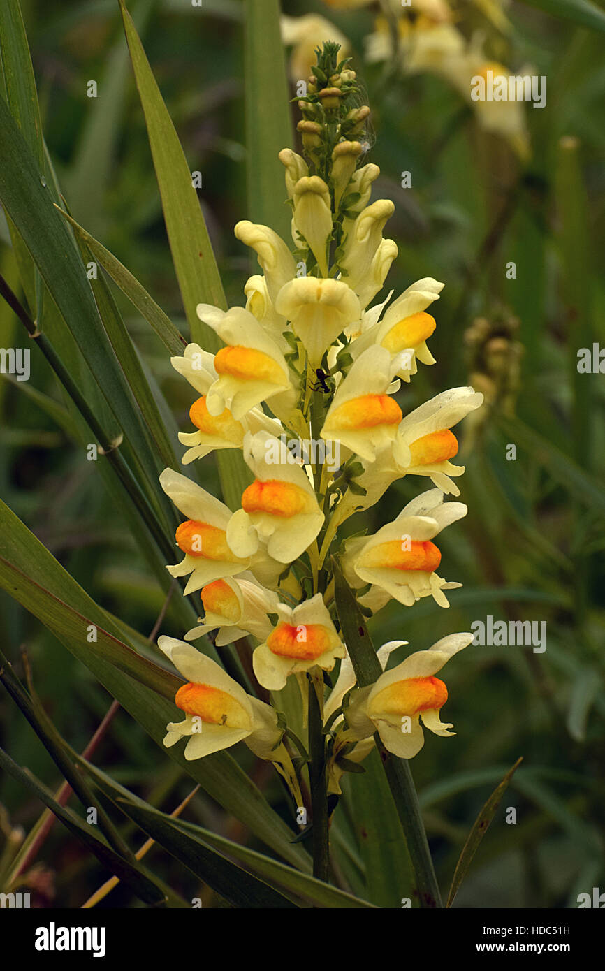 Penisola di kamchatka russia Foto Stock