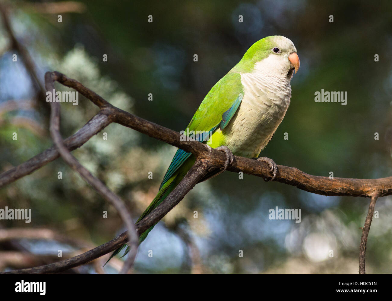 Monaco parrocchetto (Myiopsitta monachus) in Casa de Campo, Madrid Spagna. Foto Stock