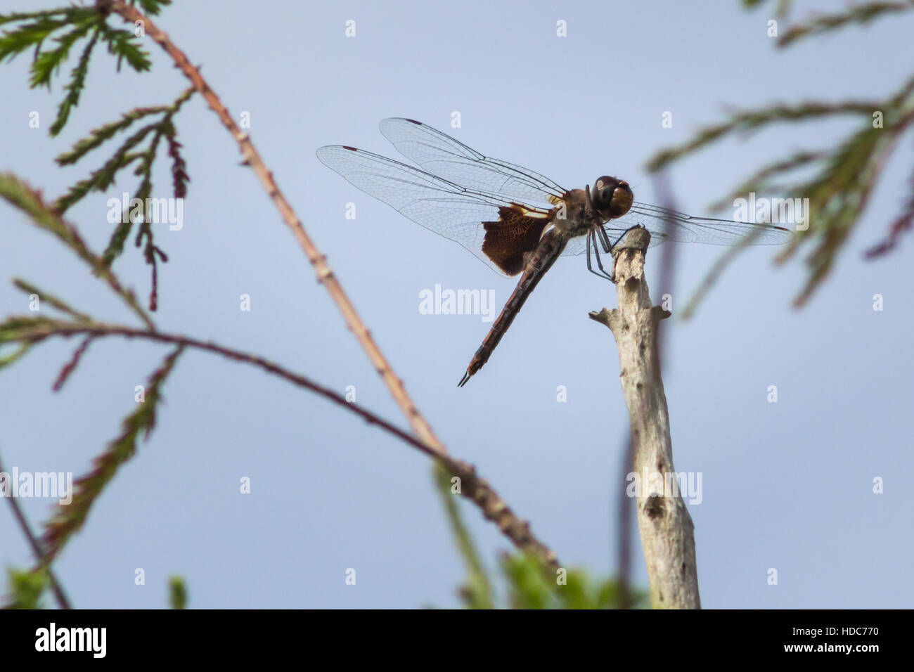 Brown dragonfly appollaiato su un bastone con uno sfondo di verde e di blu cielo Foto Stock