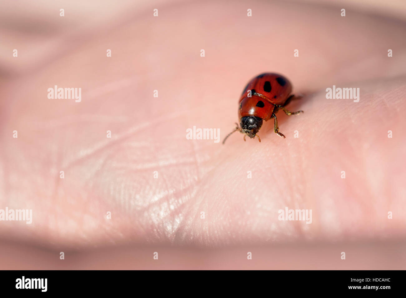 Macro ladybyg piccolo femmina sulla mano umana Foto Stock