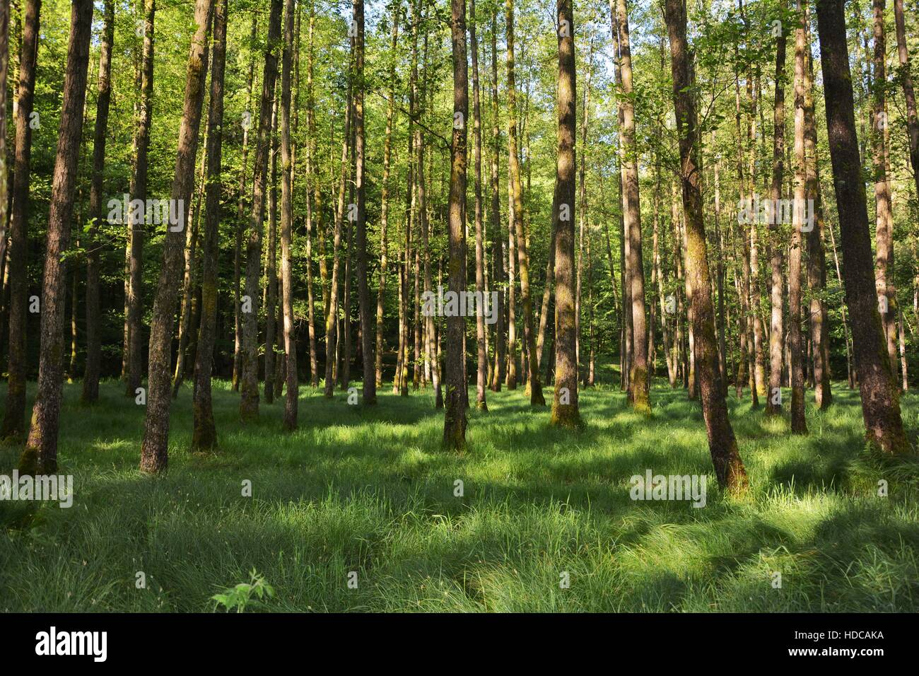 Alberi e alte erbe della foresta nel primo mattino Foto Stock