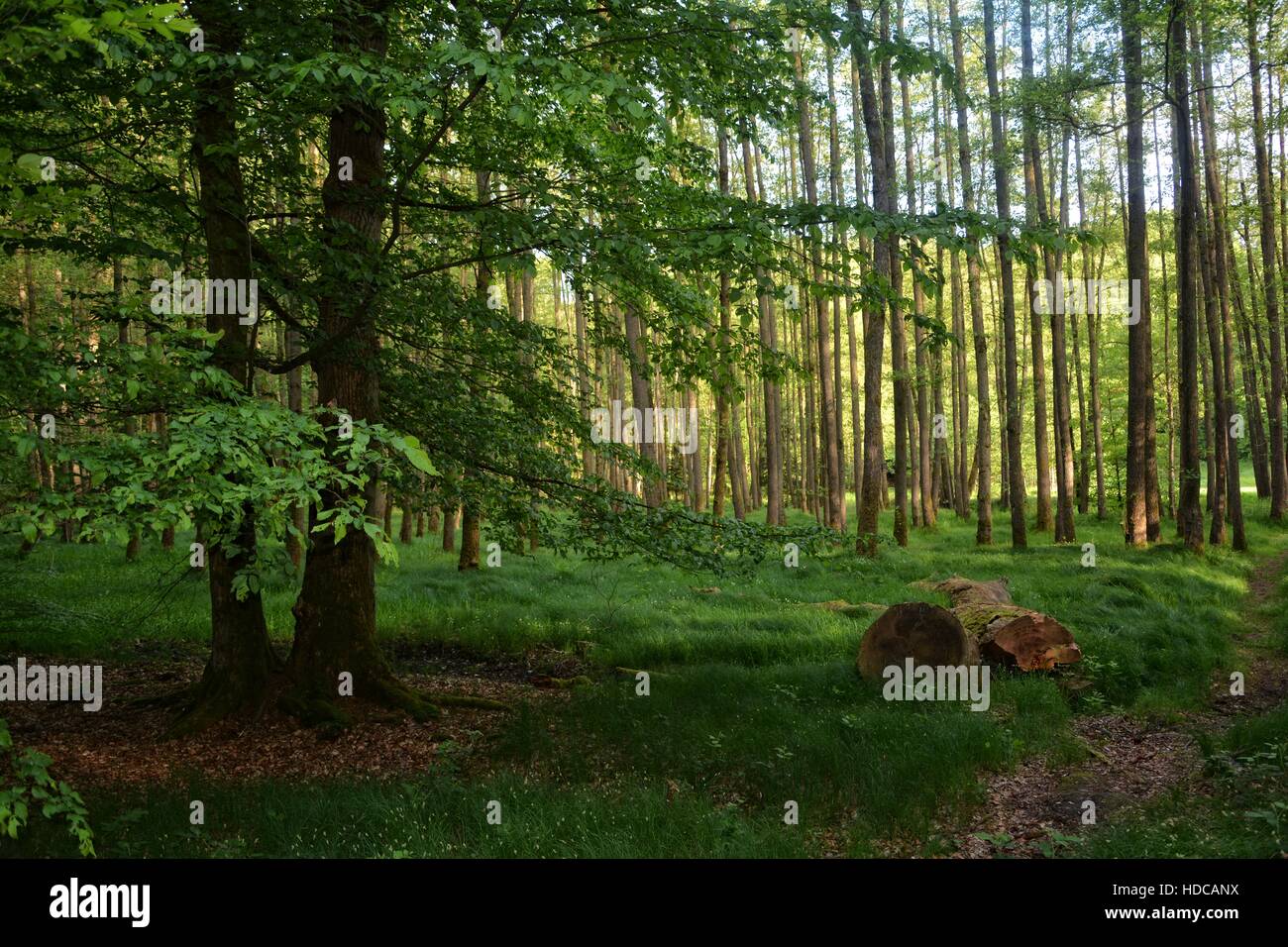 Alberi e alte erbe nella foresta al mattino presto, con spesse tronco di albero Foto Stock