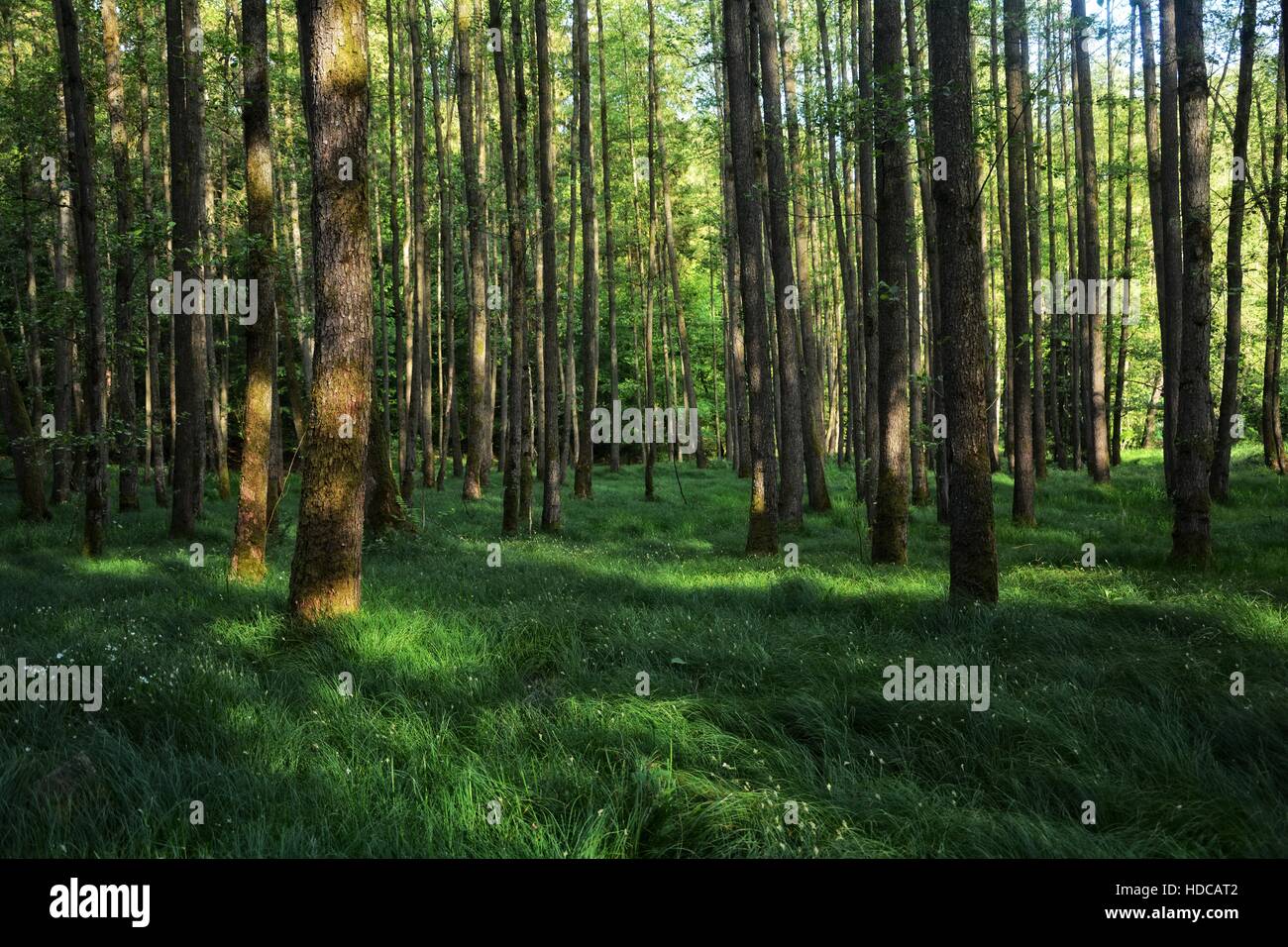 Alberi e alte erbe della foresta nel primo mattino Foto Stock