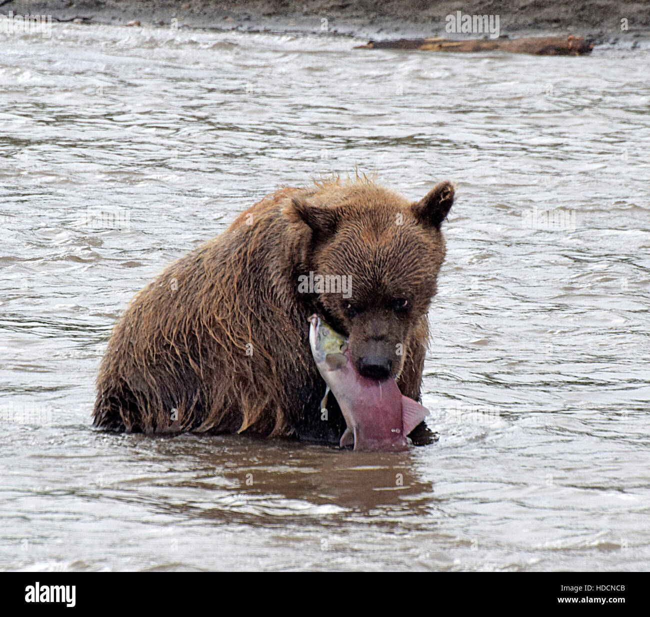 Penisola di kamchatka russia Foto Stock