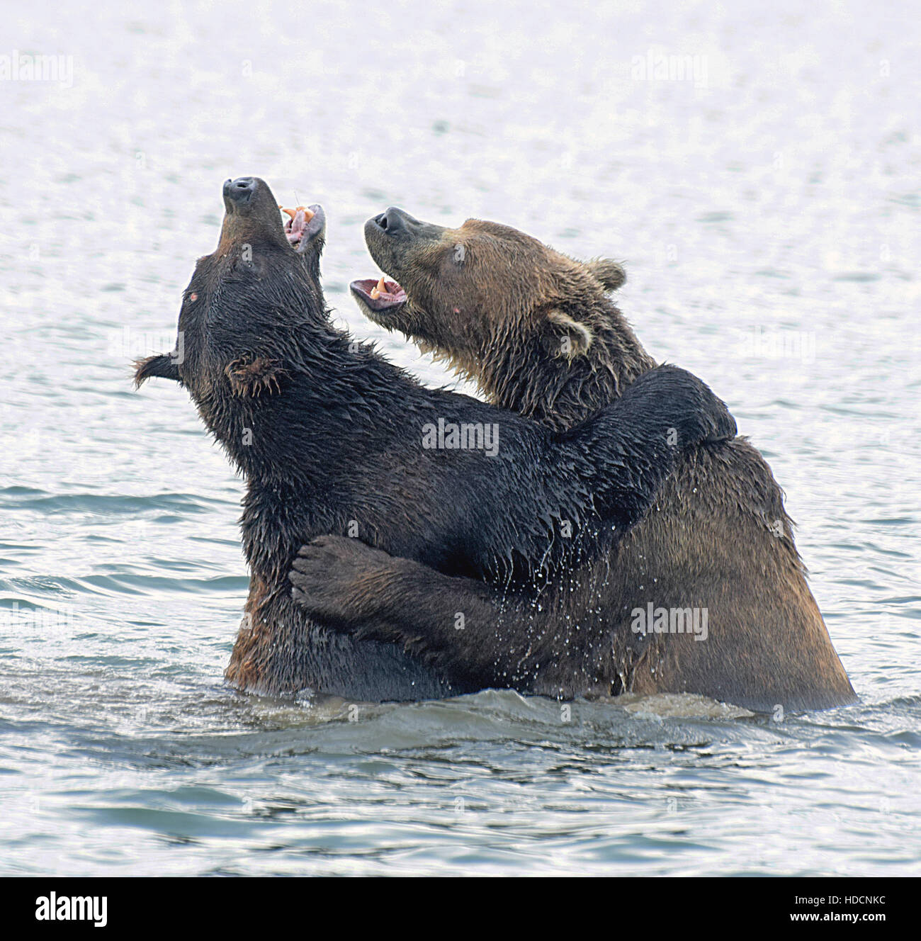 Penisola di kamchatka russia Foto Stock