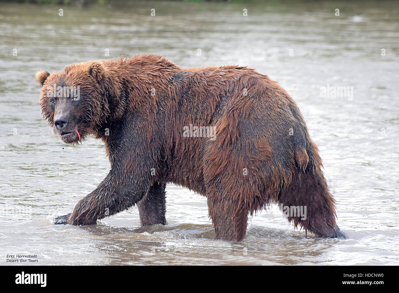 Penisola di kamchatka russia Foto Stock
