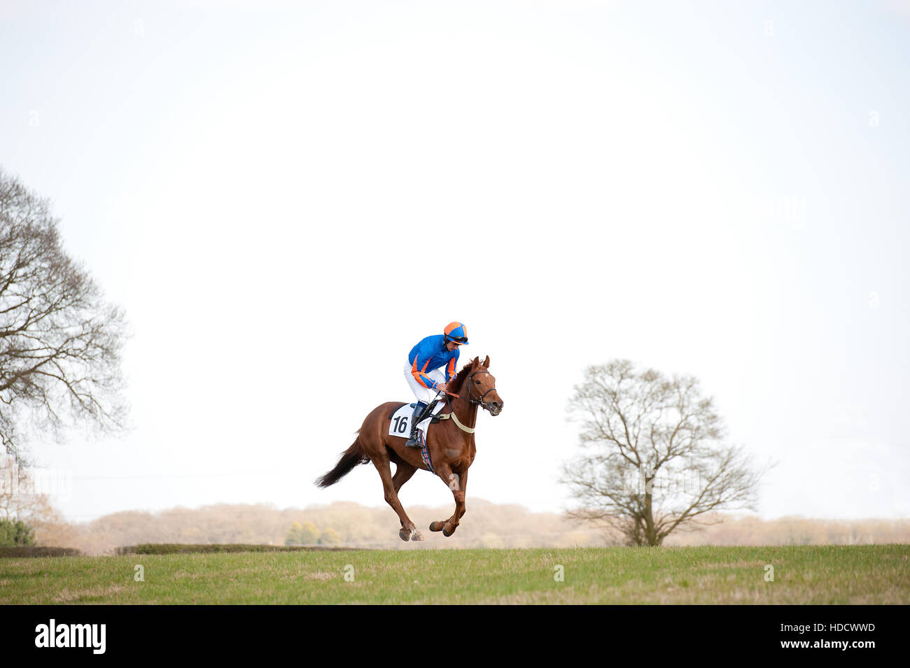 Il cavallo in aria Foto Stock