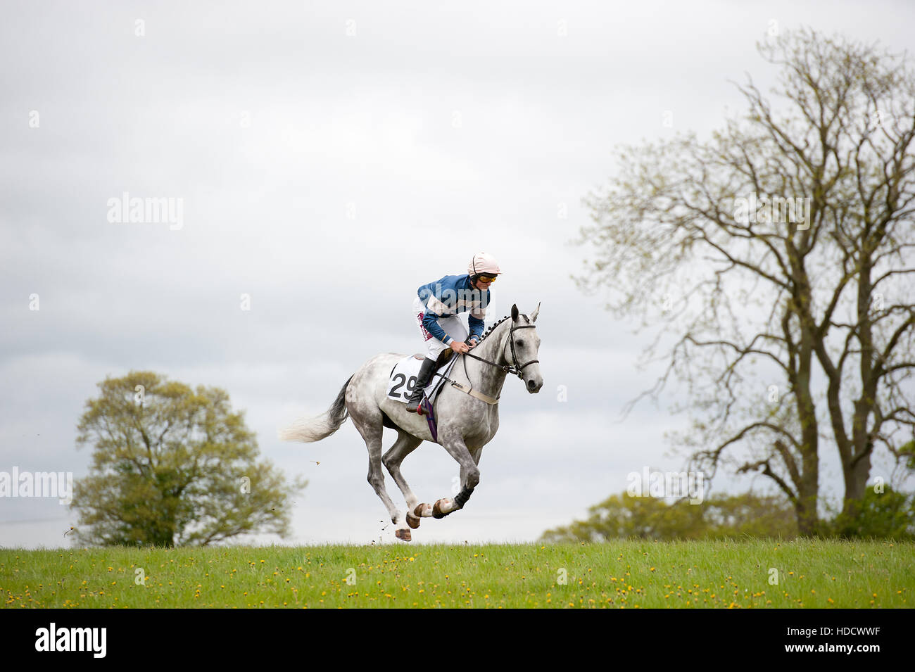 Il cavallo in aria Foto Stock