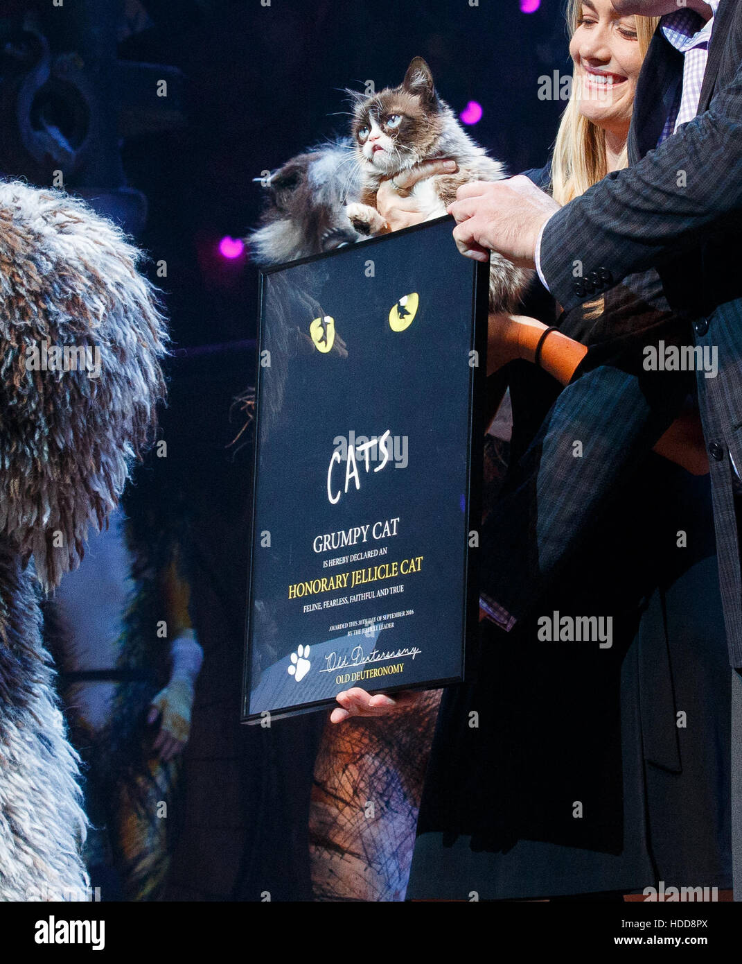 Scontroso gatto visite " Gatti " il musical con: scontroso gatto dove: New York New York, Stati Uniti quando: 30 Set 2016 Foto Stock